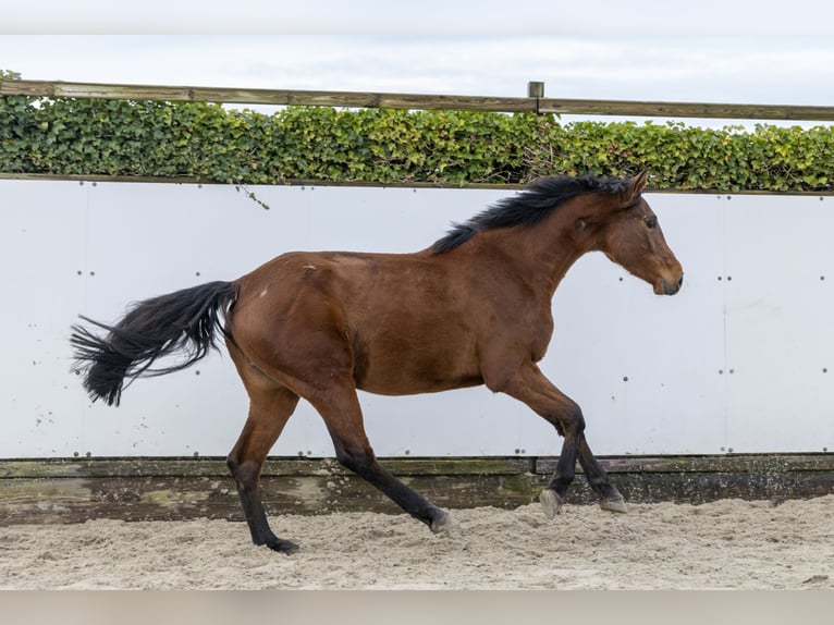 Holsteiner Jument 2 Ans 160 cm Bai in Waddinxveen