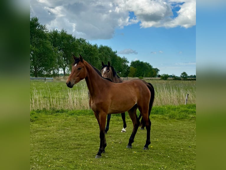 Holsteiner Jument 2 Ans 160 cm Bai clair in Mildstedt