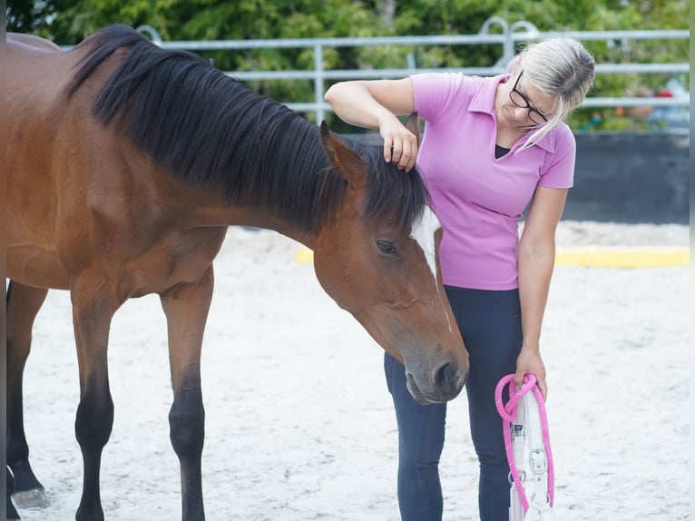 Holsteiner Jument 2 Ans 167 cm Bai in Großpösna