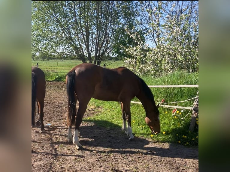 Holsteiner Jument 2 Ans 167 cm in BreklumBreklum