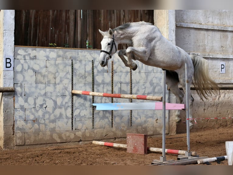 Holsteiner Jument 2 Ans 167 cm Gris noir in Pilsen