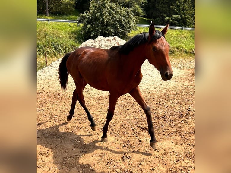 Holsteiner Jument 2 Ans 168 cm Bai in Dietfurt an der Altmühl