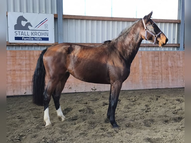 Holsteiner Jument 2 Ans 170 cm Bai in Kaiser-Wilhelm-Koog