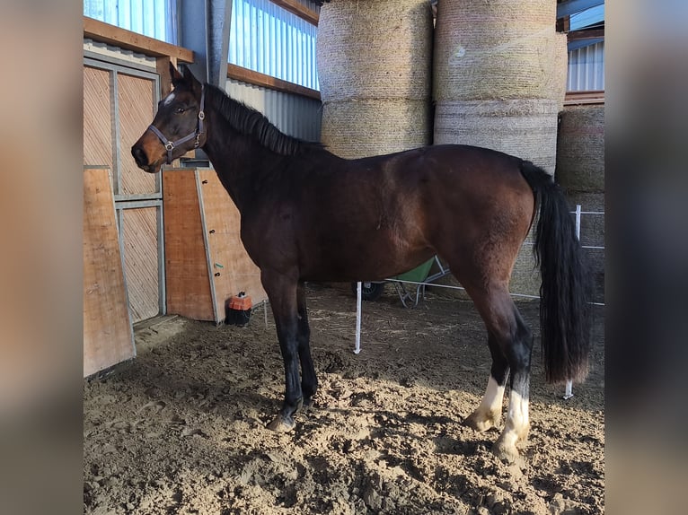 Holsteiner Jument 2 Ans 170 cm Bai in Kaiser-Wilhelm-Koog