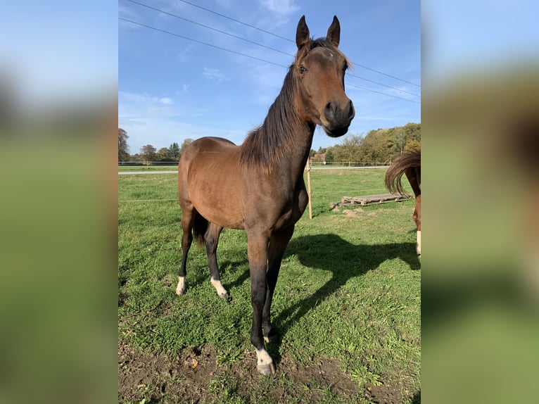 Holsteiner Jument 2 Ans Bai in Putlitz