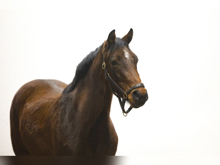 Holsteiner Jument 3 Ans 154 cm Bai in Waddinxveen