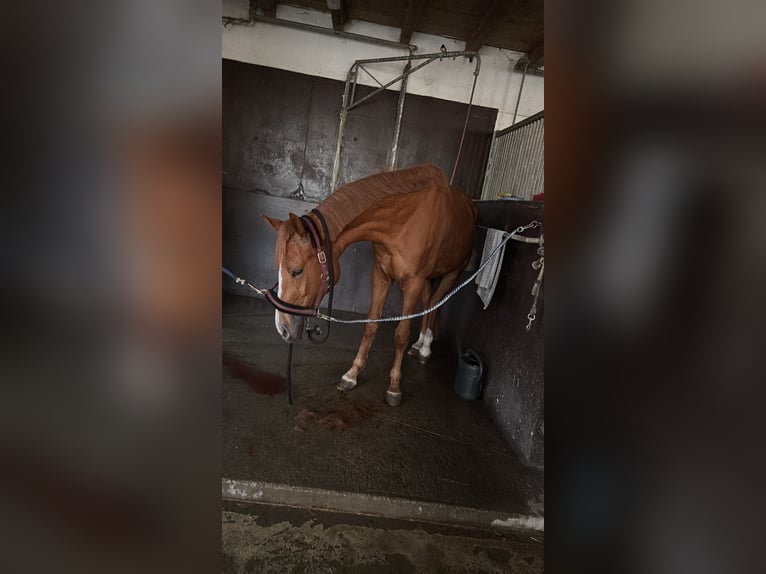 Holsteiner Croisé Jument 3 Ans 155 cm Alezan in Dietenheim