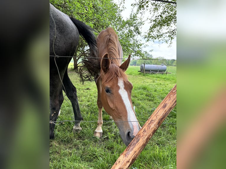 Holsteiner Croisé Jument 3 Ans 155 cm Alezan in Dietenheim
