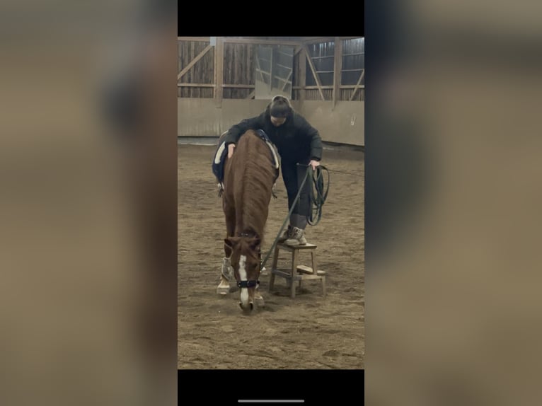 Holsteiner Croisé Jument 3 Ans 155 cm Alezan in Dietenheim