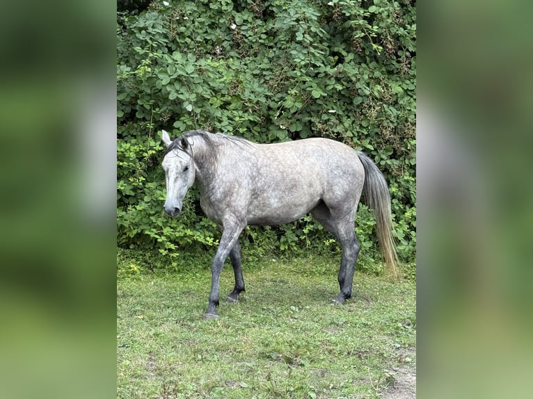 Holsteiner Jument 3 Ans 157 cm Gris in Lübeck