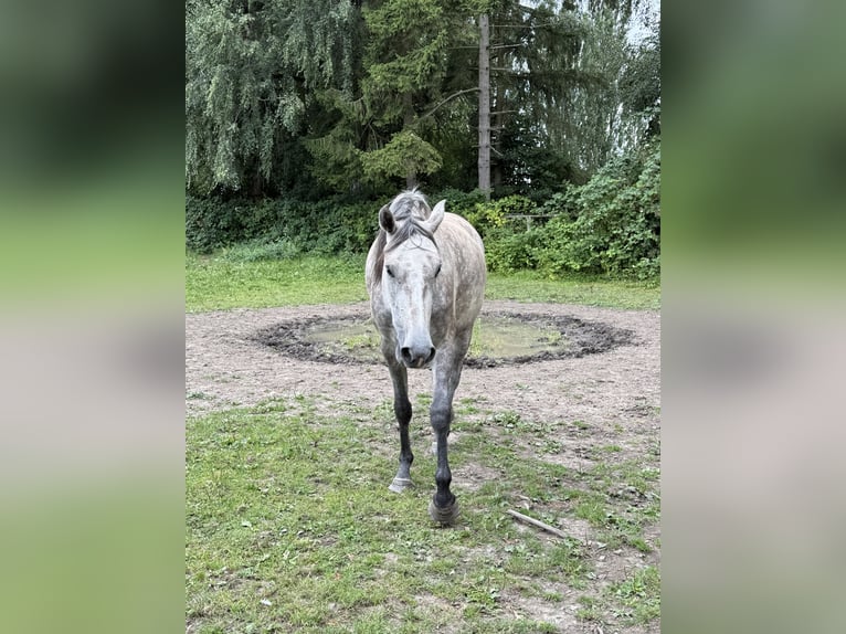 Holsteiner Jument 3 Ans 157 cm Gris in Lübeck