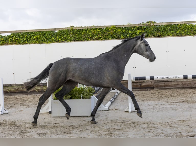Holsteiner Jument 3 Ans 157 cm Gris in Waddinxveen