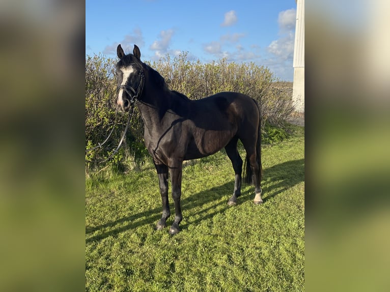 Holsteiner Jument 3 Ans 160 cm Bai brun foncé in Sankt Peter-Ording