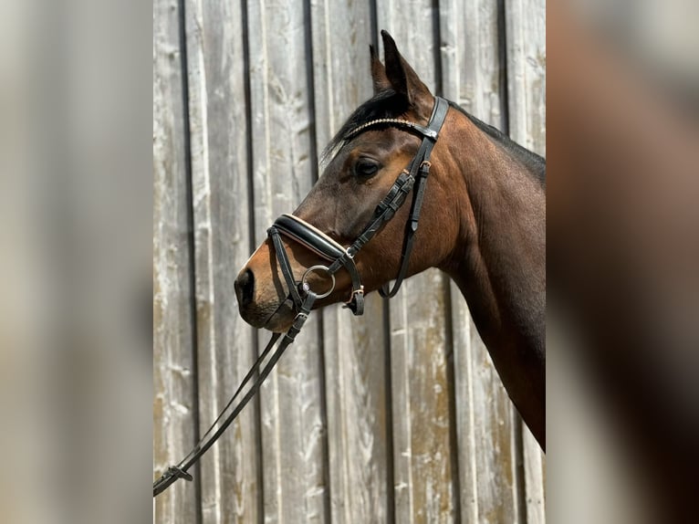 Holsteiner Jument 3 Ans 160 cm Bai in Zell am Moos