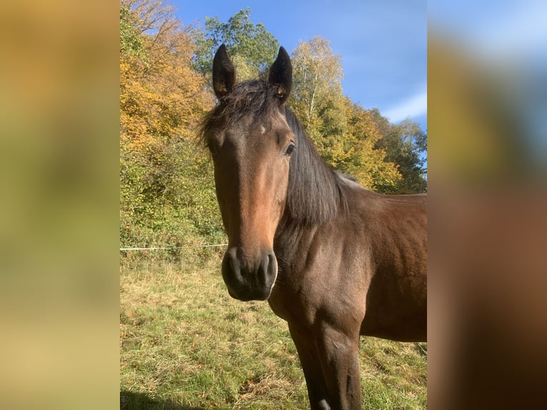 Holsteiner Jument 3 Ans 164 cm Bai in Dechow