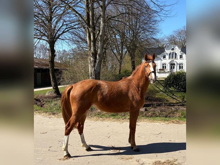 Holsteiner Jument 3 Ans 165 cm Alezan in Albersdorf