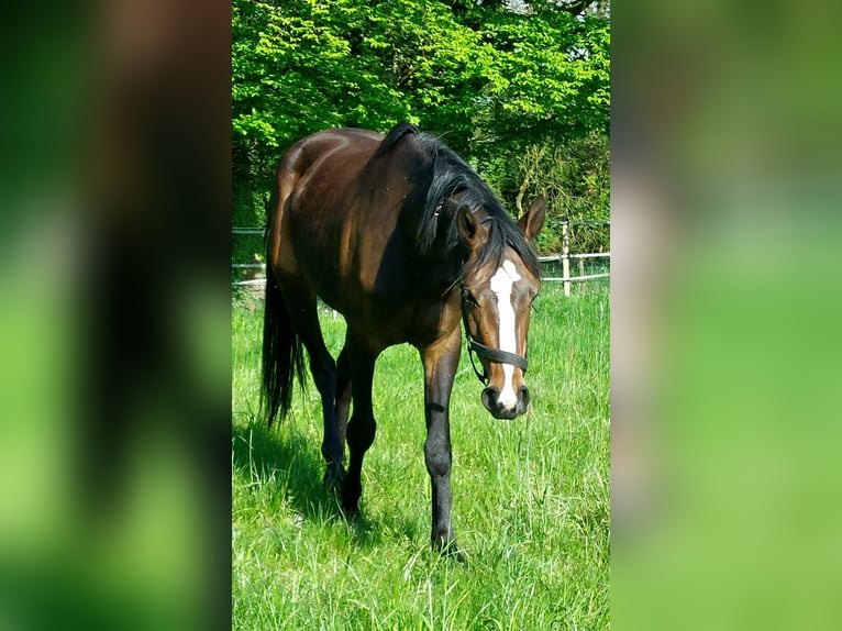 Holsteiner Jument 3 Ans 165 cm Bai brun in Heist