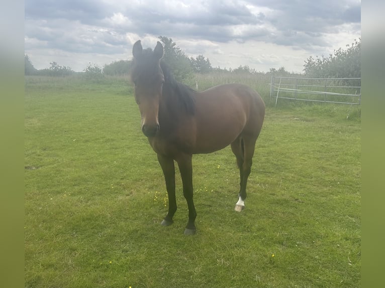 Holsteiner Jument 3 Ans 165 cm Bai in Bargenstedt