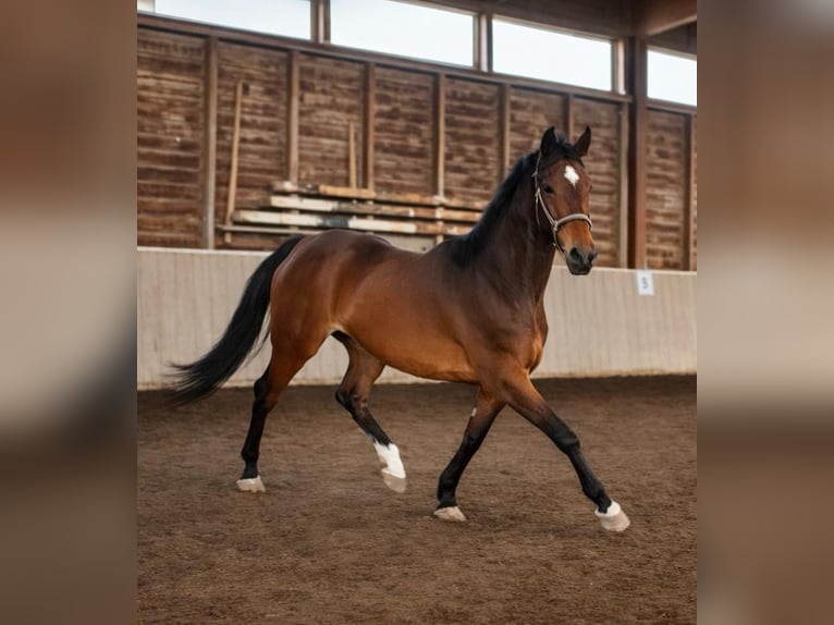 Holsteiner Jument 3 Ans 165 cm Bai in Bösleben-Wüllersleben