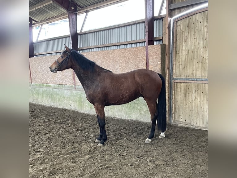 Holsteiner Jument 3 Ans 165 cm Bai in Freienwill