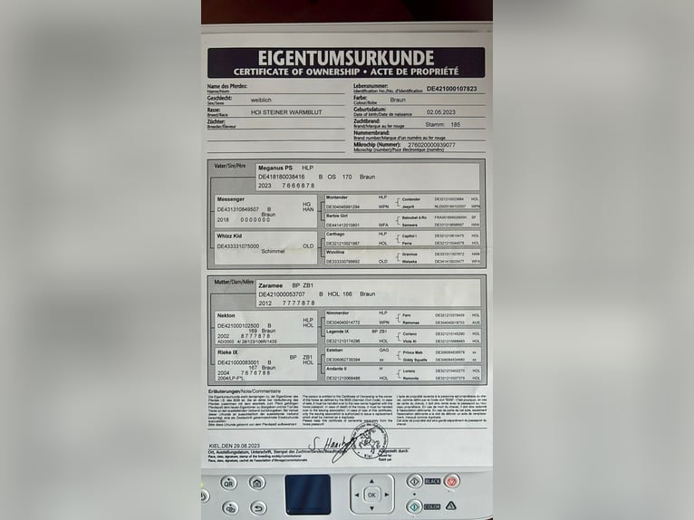 Holsteiner Jument 3 Ans 165 cm Bai in Debrecen