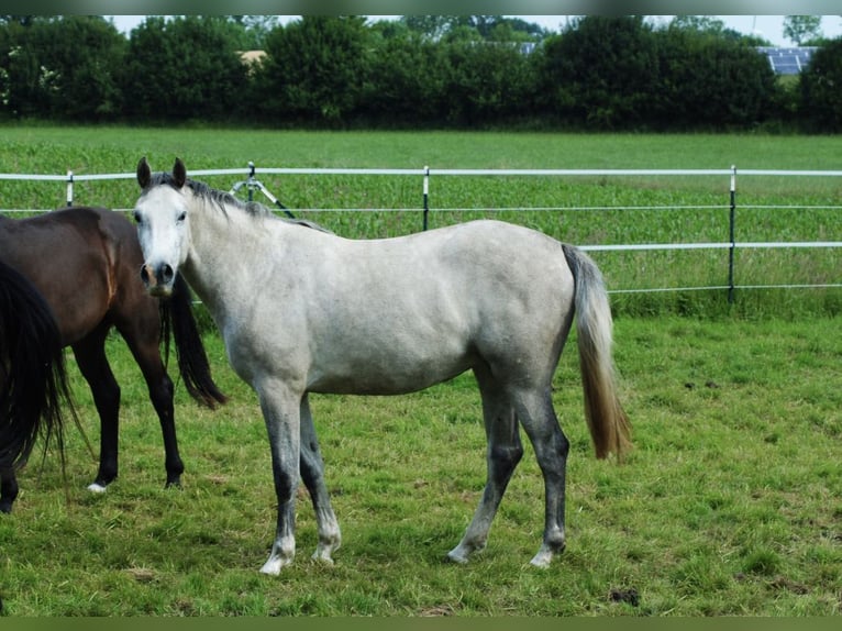 Holsteiner Jument 3 Ans 165 cm Gris in Neustadt in Holstein