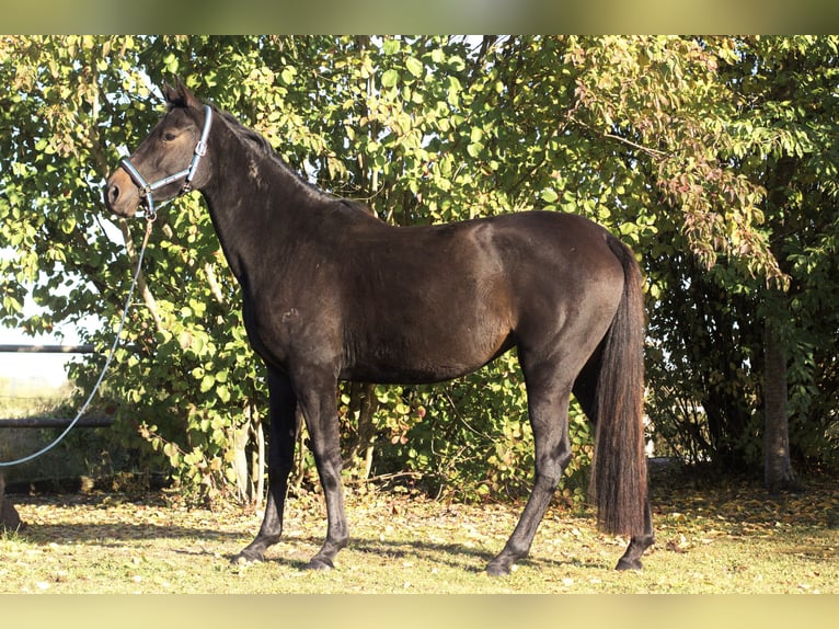 Holsteiner Jument 3 Ans 167 cm Bai brun foncé in Nordhof Holsteiner Jument 3 Ans 167 cm Bai brun foncé in Nordhof