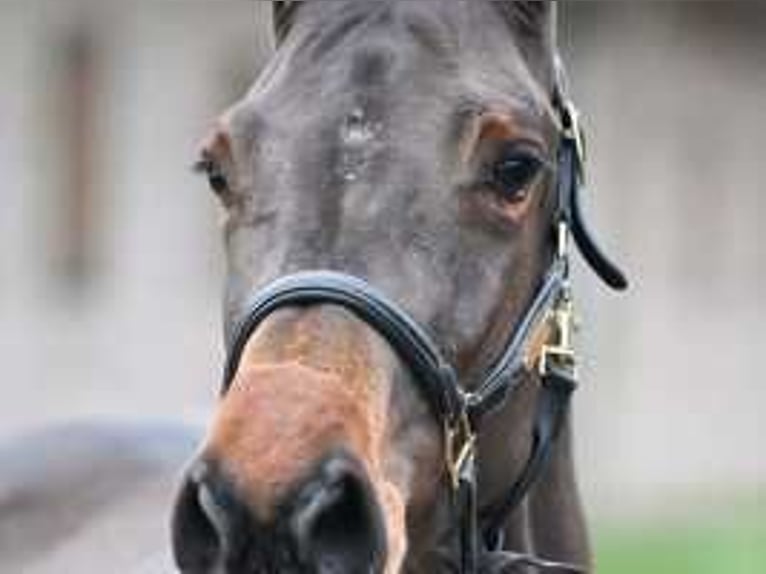 Holsteiner Jument 3 Ans 167 cm Bai cerise in Sint-Niklaas