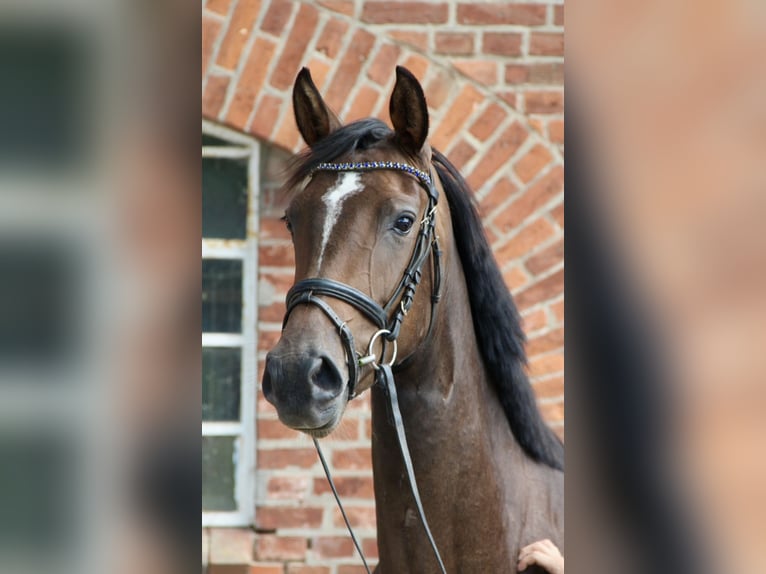Holsteiner Jument 3 Ans 167 cm Bai in Seedorf
