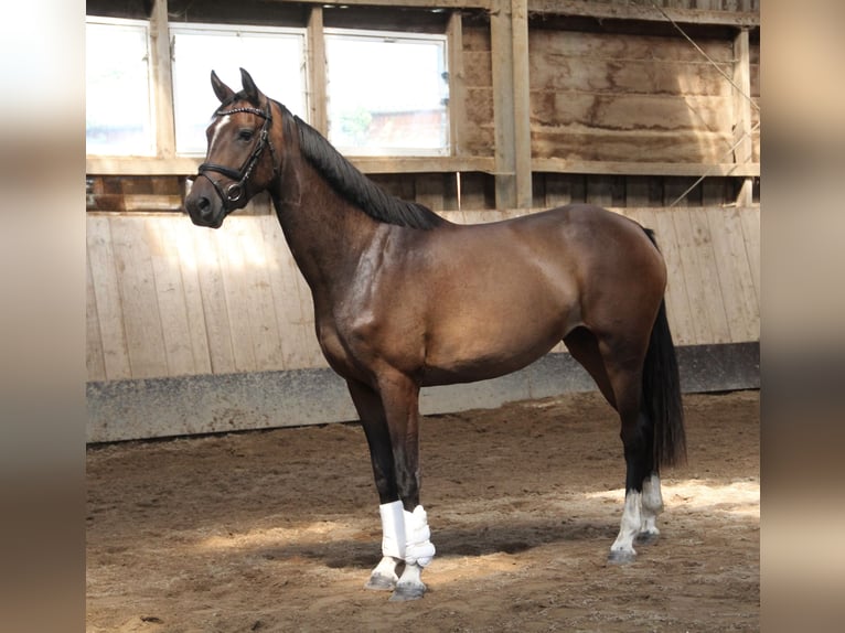 Holsteiner Jument 3 Ans 167 cm Bai in Seedorf