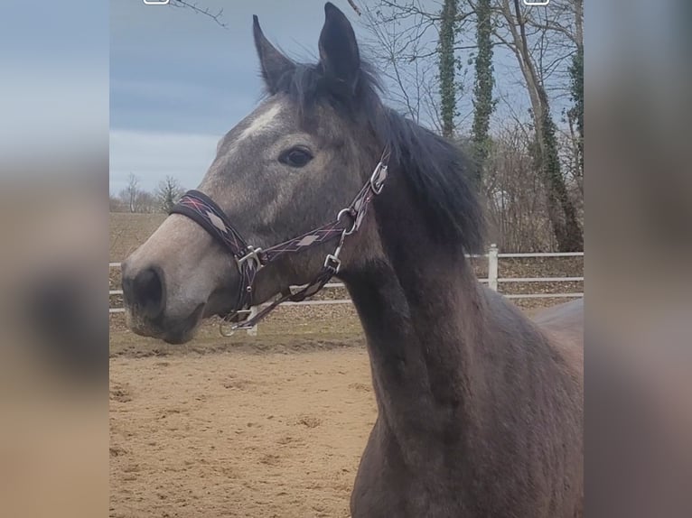 Holsteiner Jument 3 Ans 167 cm Gris in Kasseedorf