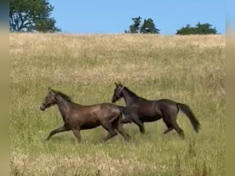 Holsteiner Jument 3 Ans 167 cm Gris in Kasseedorf