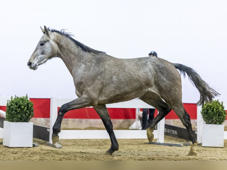 Holsteiner Jument 3 Ans 167 cm Gris in Waddinxveen