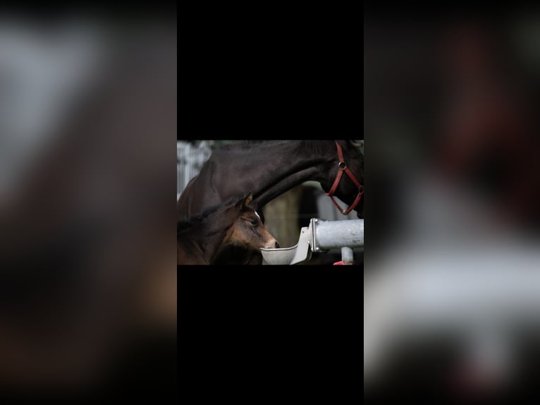 Holsteiner Jument 3 Ans 169 cm Bai brun in Hamersen