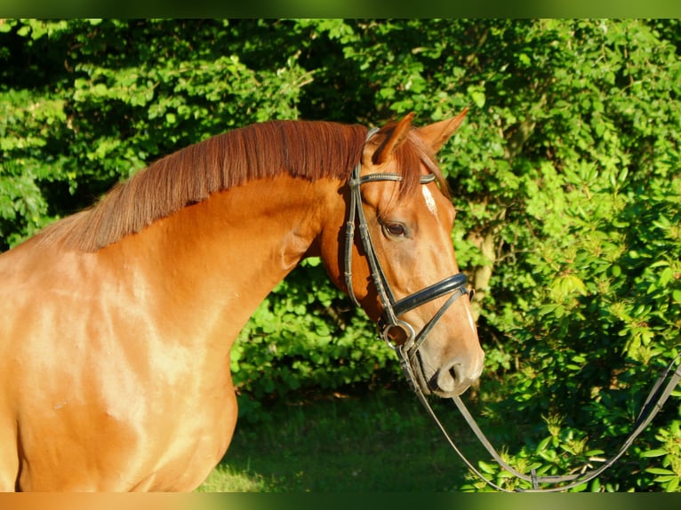 Holsteiner Jument 3 Ans 170 cm Alezan in Borstorf