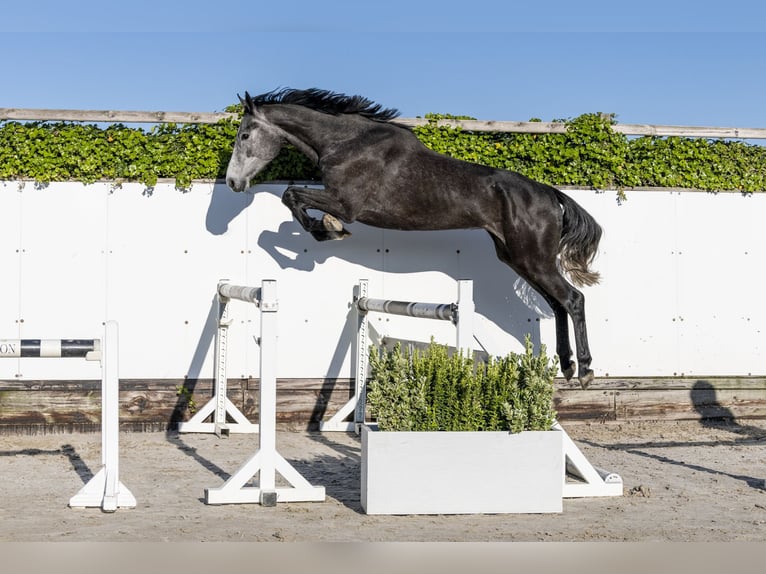 Holsteiner Jument 3 Ans 170 cm in Waddinxveen