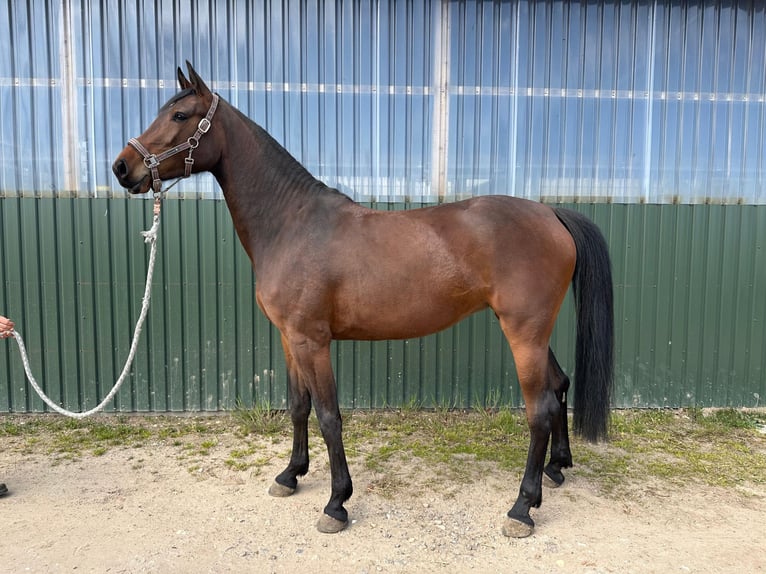 Holsteiner Jument 3 Ans Bai brun in Schmilau