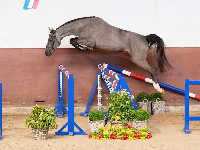 Holsteiner Jument 3 Ans Gris in Elmshorn