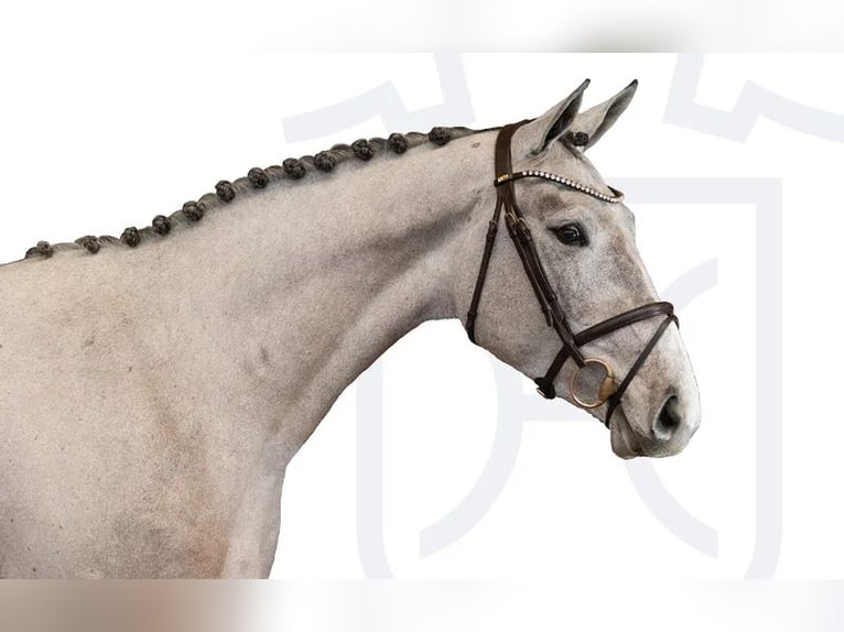 Holsteiner Jument 3 Ans Gris in Elmshorn