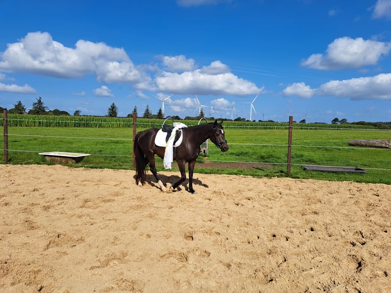 Holsteiner Jument 4 Ans 153 cm Bai brun foncé in Achtrup