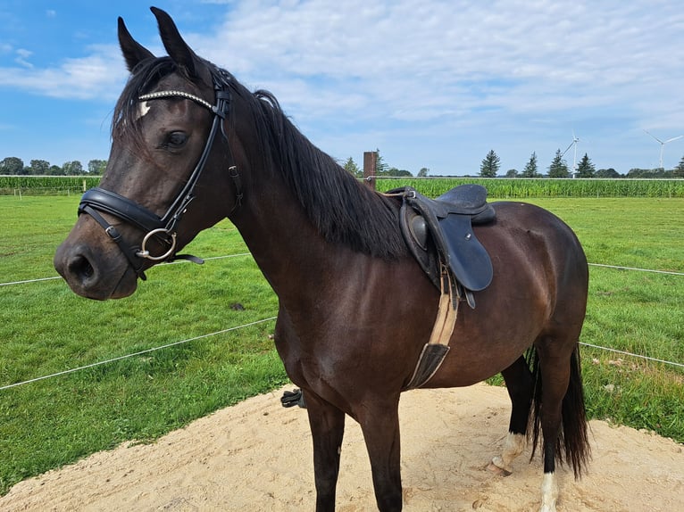 Holsteiner Jument 4 Ans 153 cm Bai brun foncé in Achtrup