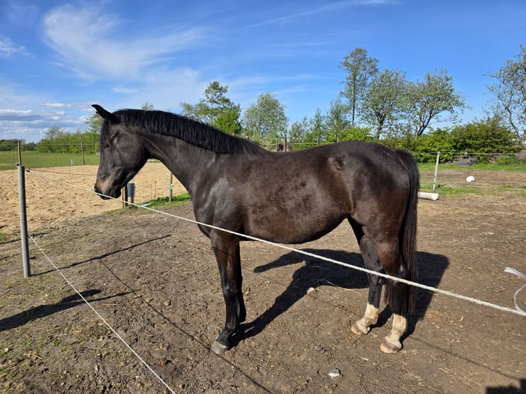 Holsteiner Jument 4 Ans 153 cm Bai brun foncé in Achtrup