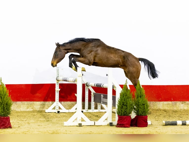 Holsteiner Jument 4 Ans 155 cm Bai brun in Waddinxveen