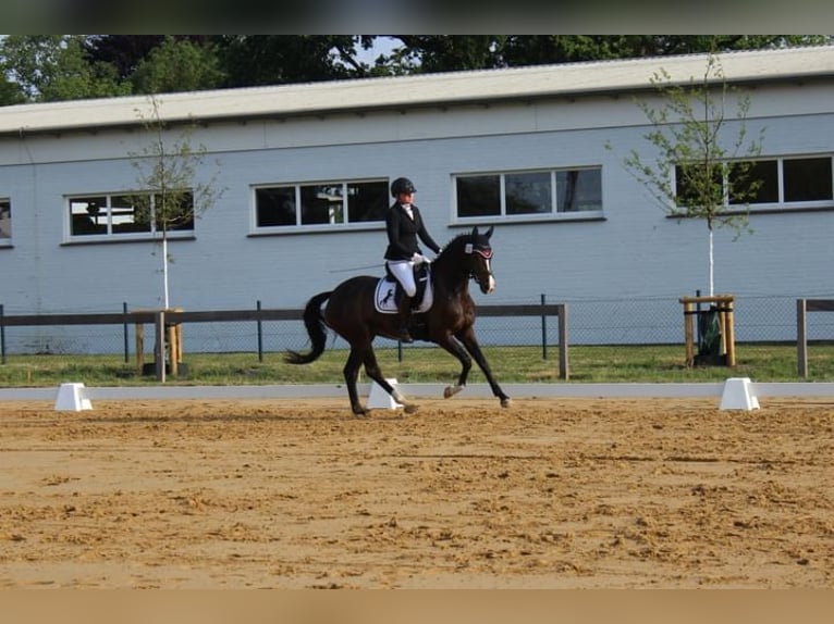 Holsteiner Jument 4 Ans 158 cm Bai in Hamersen