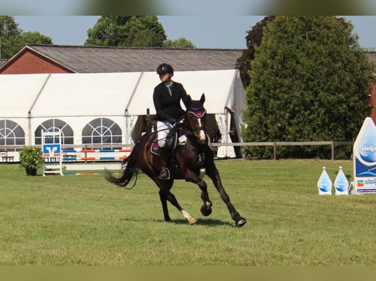 Holsteiner Jument 4 Ans 158 cm Bai in Hamersen