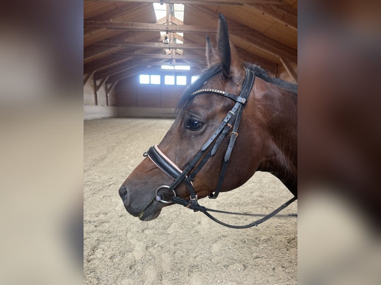 Holsteiner Jument 4 Ans 160 cm Bai in Zell am Moos