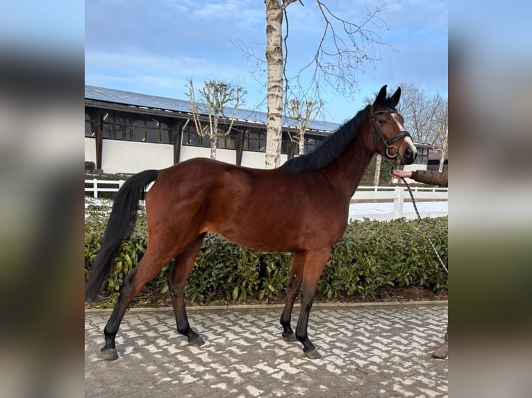 Holsteiner Jument 4 Ans 160 cm Bai in Bielefeld