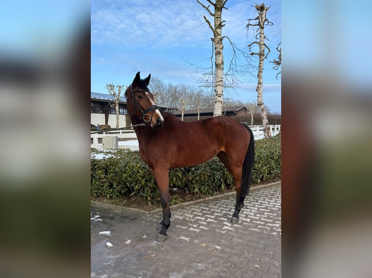 Holsteiner Jument 4 Ans 160 cm Bai in Bielefeld