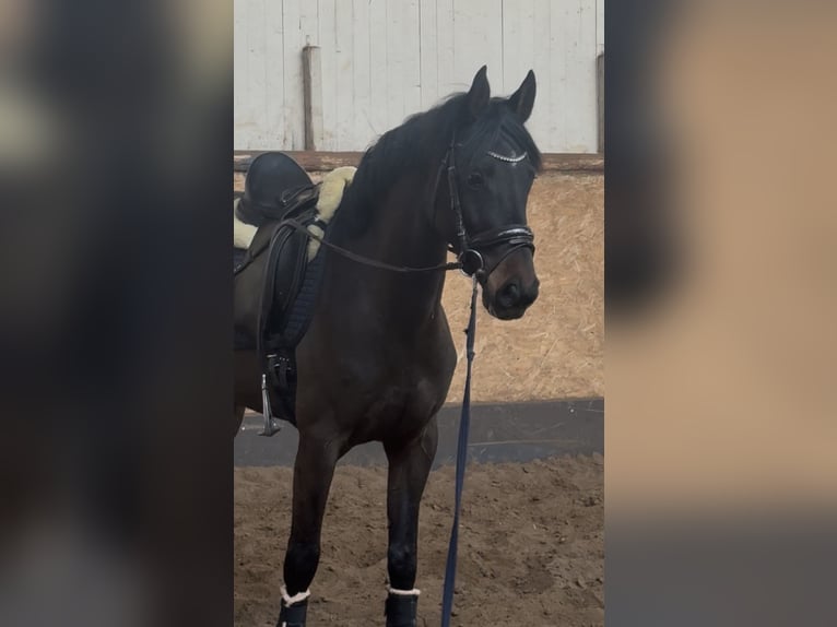 Holsteiner Jument 4 Ans 163 cm Bai brun in Pinneberg