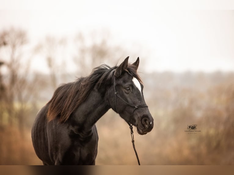 Holsteiner Jument 4 Ans 163 cm Gris noir in Fuldatal